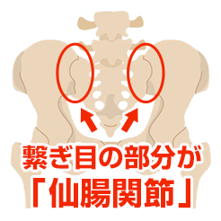 痛み・痺れの原因「仙腸関節」